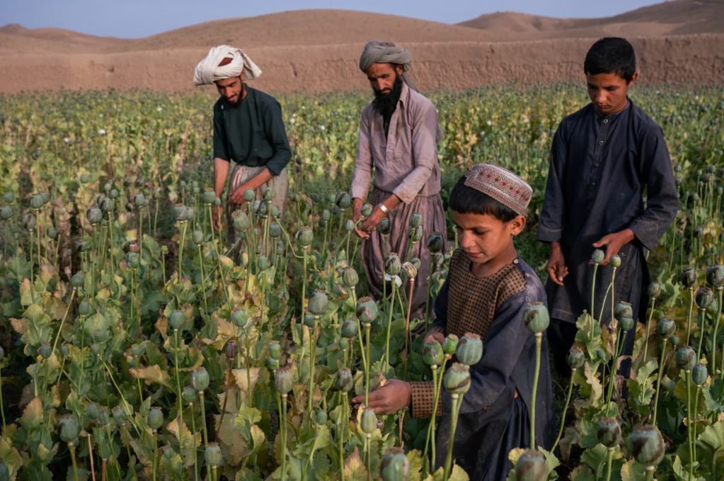 L’interdiction de l’opium des talibans et la crainte du passage au fentanyl
