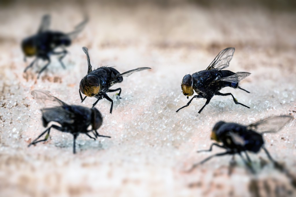 What’s Going on With the Flies in Sydney?