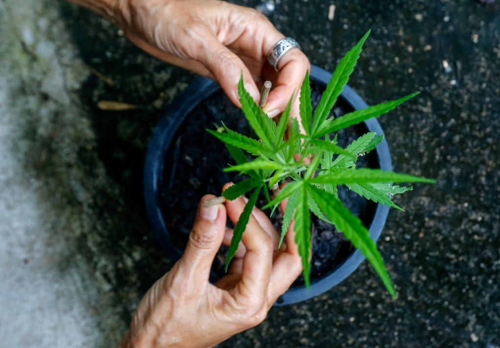 People Will Be Able To Gift and Grow Cannabis Under Proposed NSW Law Reform