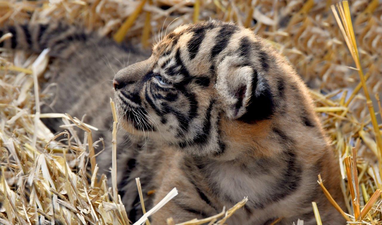 kebun binatang modern bioparco roma anak harimau sumatra peran kebun binatang dalam konservasi taman nasional kerinci seblat wawancara vice.com