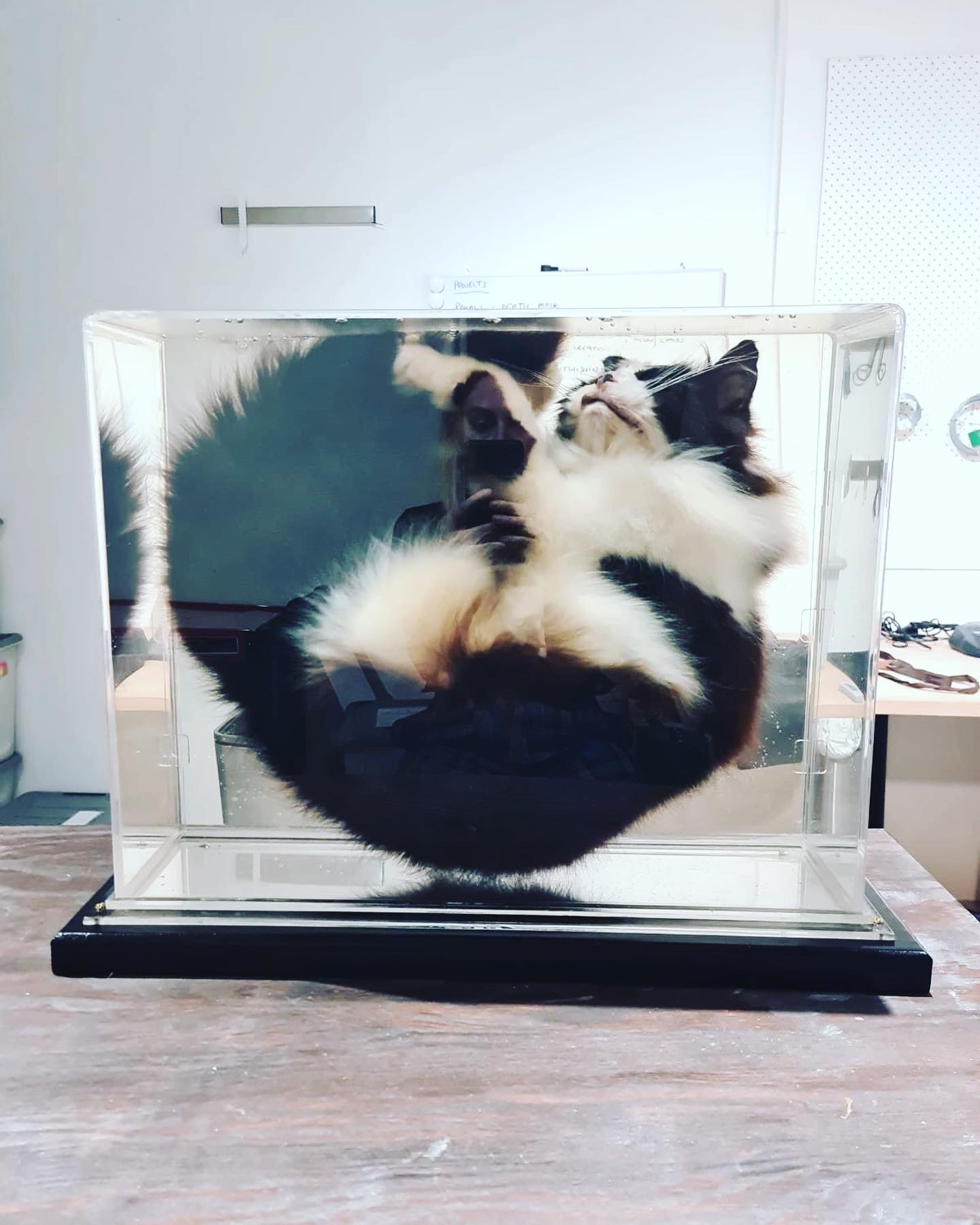 fluffy.jpg