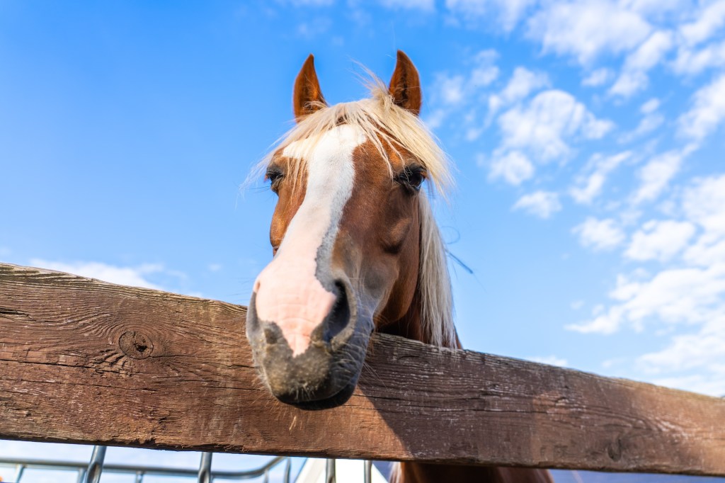 Horses Are Actually Brilliant Slackers, According to New Study