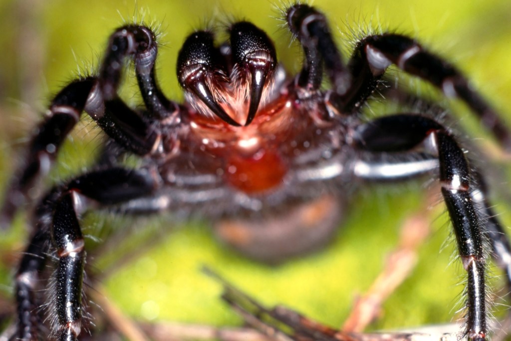 deadly-spiders-scientists-want-milk-them
