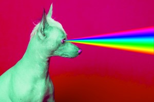 vets-are-begging-you-to-keep-your-dogs-away-from-your-thc-gummies