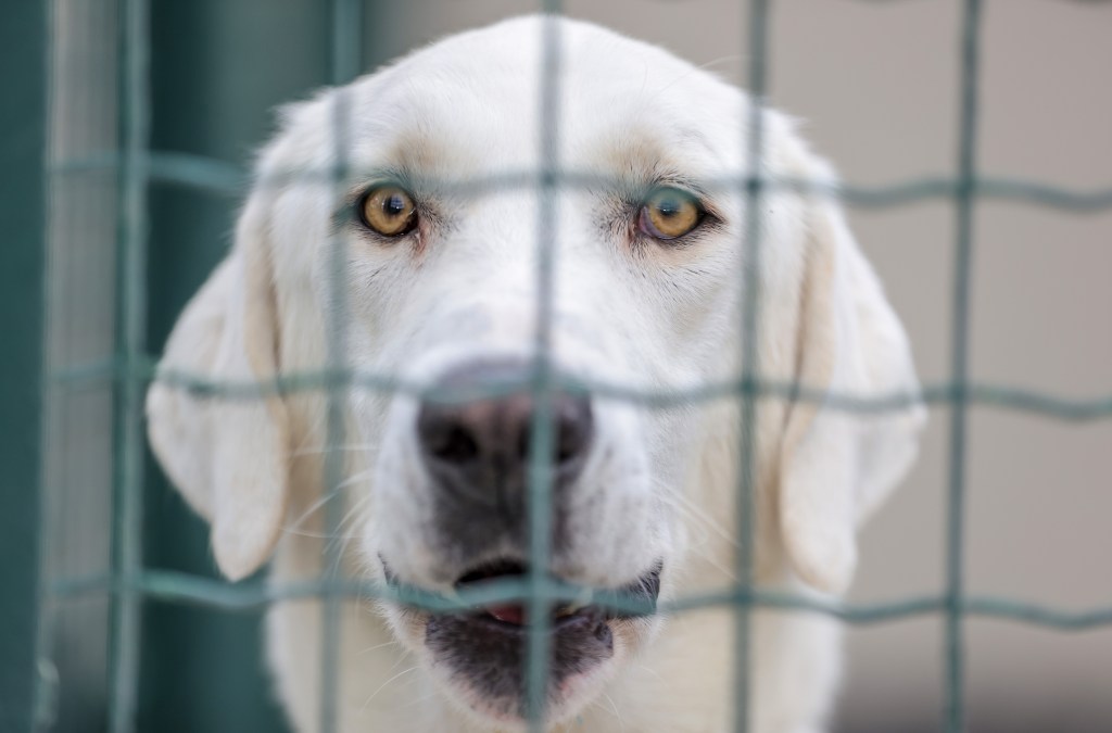 ‘I Scream, I Cry, and Then I Run’: The Hell of Living with Extreme Dog Phobia