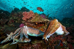 cuttlefish-can-pass-the-marshmallow-test-made-for-kids