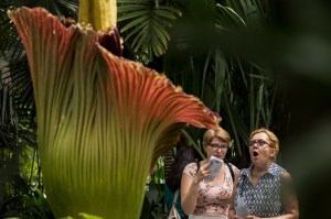 two-corpse-flowers-just-bloomed-and-people-waited-hours-to-smell-them