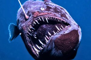 black-devil-fish-spotted-in-rare-shallow-water-sighting-in-spain