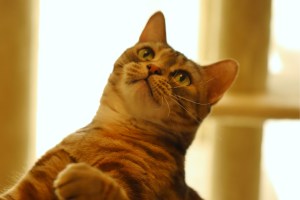 contrary-to-popular-belief-cats-will-not-be-banned-in-scottland