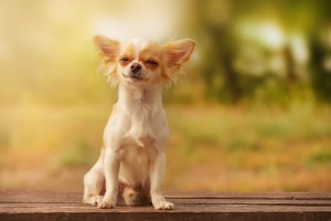 dogs-are-trying-to-talk-to-you-with-their-blinks