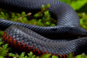 homeowner-finds-100-venomous-snakes-in-backyard