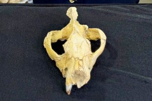 paleontologists-find-intact-skull-of-carnivorous-king-of-the-ancient-egyptian-forest