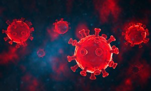 theres-a-new-bat-coronavirus-capable-of-infecting-humans