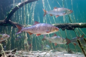 millions-are-pressing-the-fish-doorbell-to-help-dutch-fish