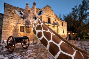 original-quarry-used-to-build-the-alamo-found-at-the-san-antonio-zoo