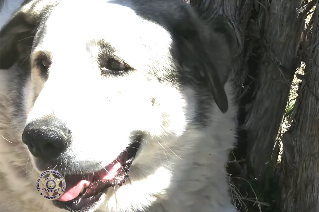 2-year-old-stranded-in-arizona-desert-saved-by-ranch-dog
