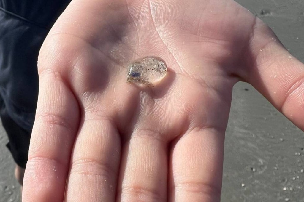 Jelly Blobs Are Taking Over Myrtle Beach. They’re Not Jellyfish, ‘They’re Our Cousins’.