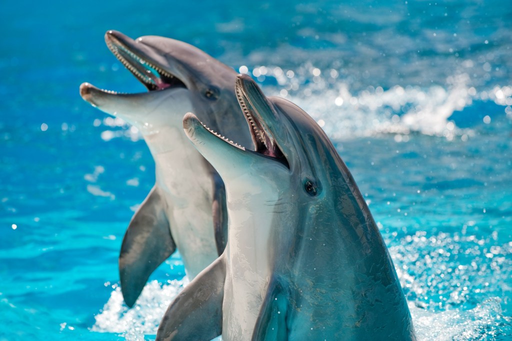 google ai dolphin language