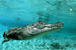 its-your-fault-if-you-get-bit-by-a-gator-according-to-science