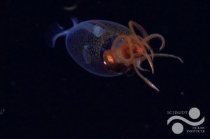 live-colossal-squid-filmed-in-deep-sea-for-the-first-time-and-its-a-baby