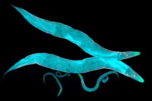 scientists-are-digitally-recreating-worm-brains
