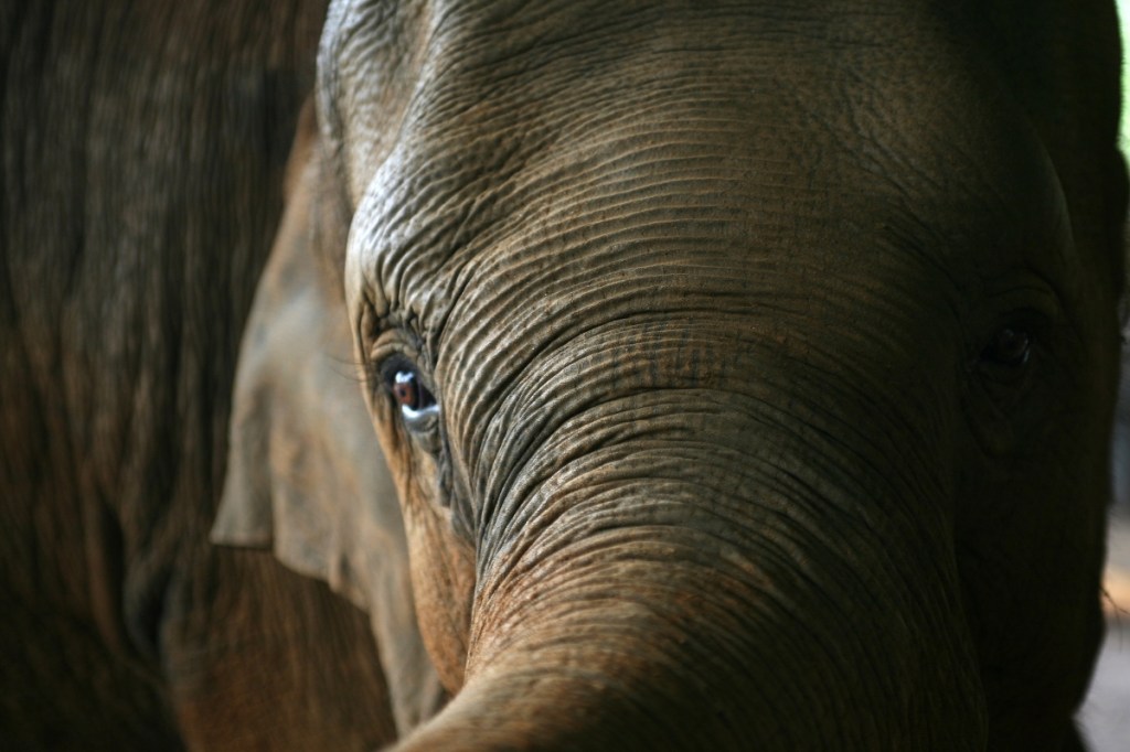 scientists-are-trying-to-save-endangered-animals-with-poop