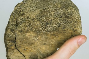 scientists-are-trying-to-turn-a-t-rex-into-purses