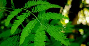 This Brazilian Psychedelic Root Might Actually Cure Depression