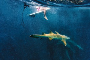 shark