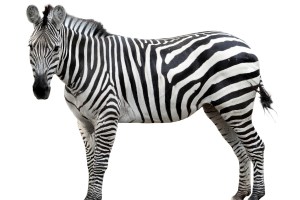 zebra