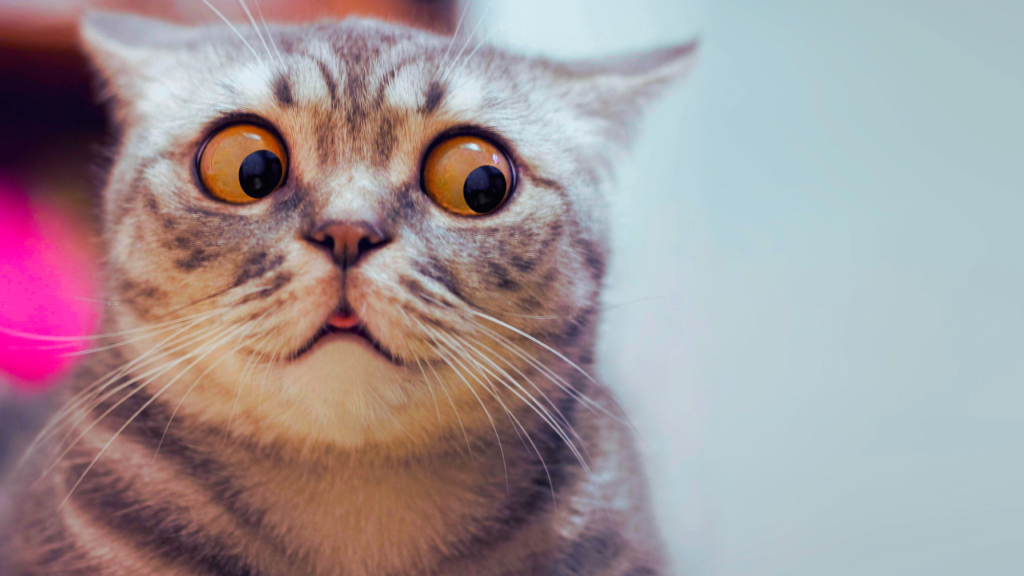A Cat Poop Parasite Might Be Decapitating Your Sperm