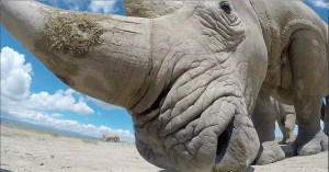how-one-dead-rhino-could-help-save-its-entire-species