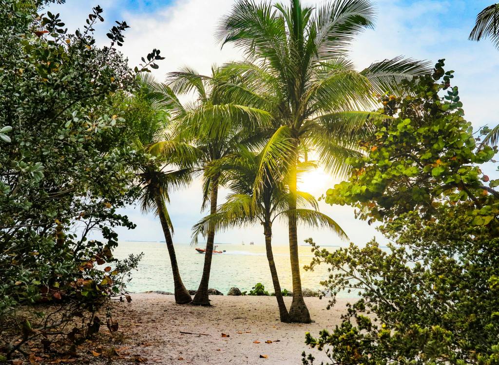 Floridians Are Still Fighting for Marijuana Legalization: Newest Petition Receives Ample Support